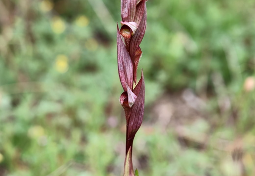 Serapias vomeracea 016 1Q2A9517