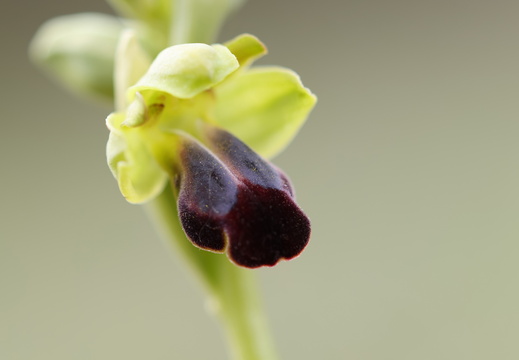 Ophrys funerea