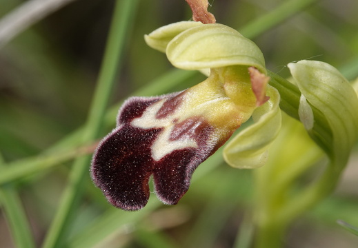 Ophrys vasconica