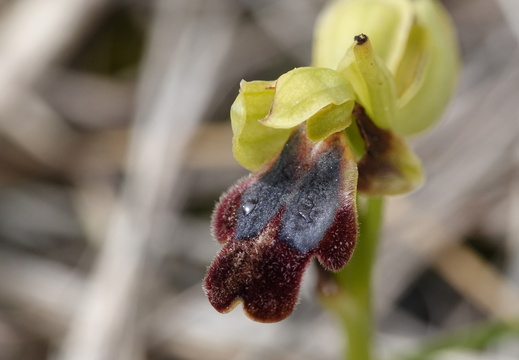Ophrys forestieri 007 DSC04169