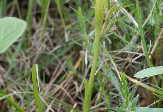 Ophrys forestieri 008 DSC04187