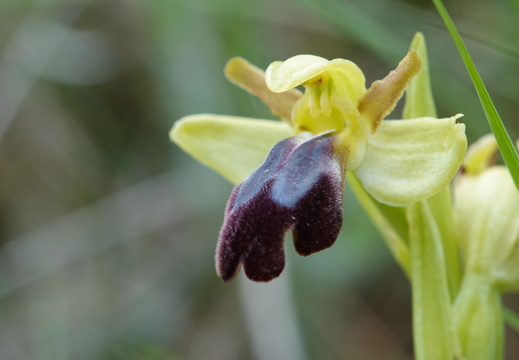 Ophrys forestieri 009 DSC04191