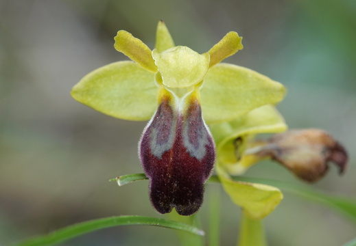 Ophrys foriestieri