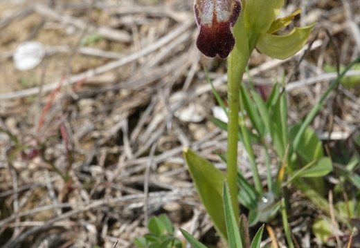 Ophrys forestieri 011 DSC05533