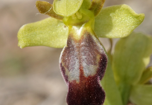 Ophrys forestieri 012 DSC05538