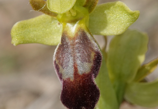 Ophrys forestieri 013 DSC05538