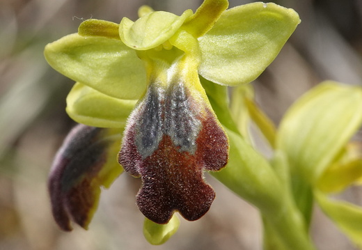 Ophrys forestieri 014 DSC05746