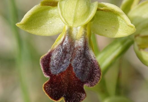 Ophrys forestieri 015 DSC05747