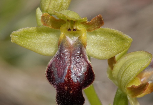 Ophrys forestieri 016 DSC05752