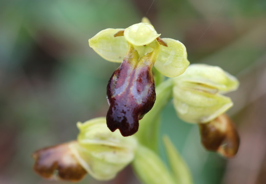 Ophrys forestieri 017 1Q2A0024