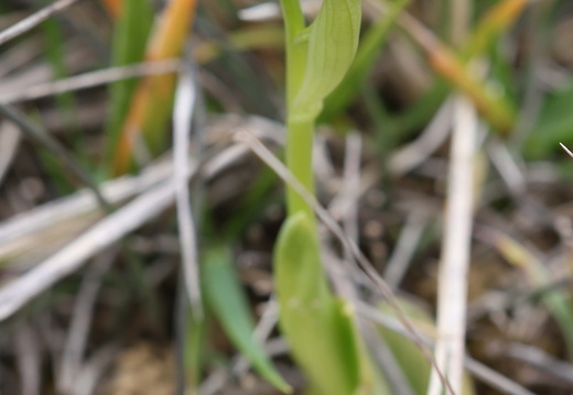 Ophrys forestieri 018 1Q2A2681