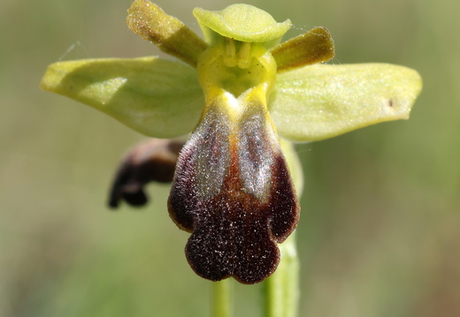 Ophrys forestieri 019 1Q2A9769
