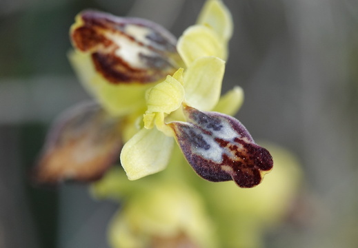 Ophrys marmorata