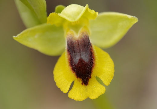Ophrys lutea