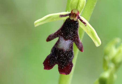 Ophrys insectifera