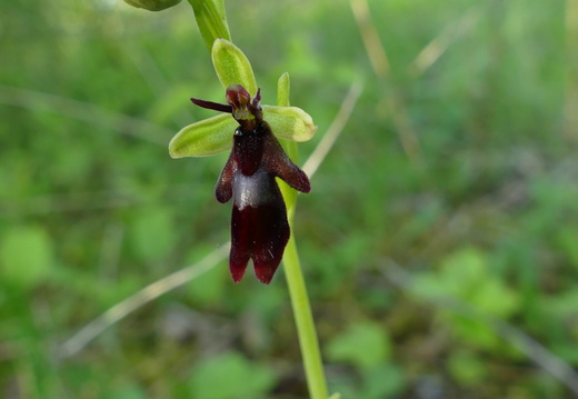 Ophrys insectifera 004 P1210190