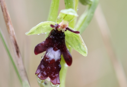 Ophrys insectifera 005 1Q2A9981