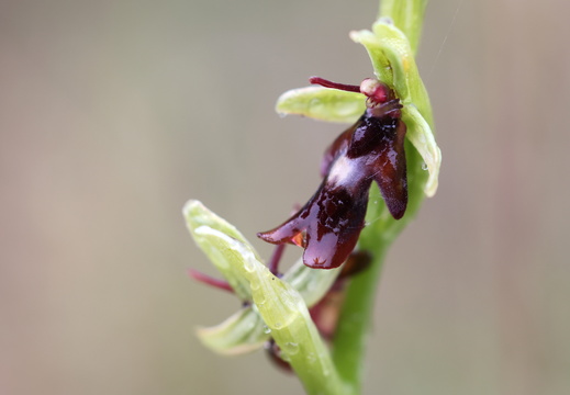 Ophrys insectifera 006 1Q2A9989