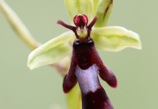 Ophrys insectifera 007 1Q2A0154