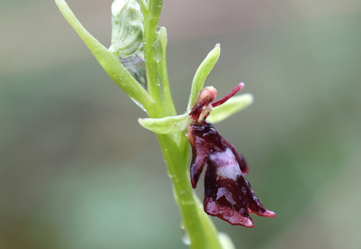 Ophrys insectifera 008 1Q2A0663