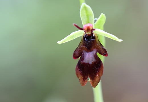 Ophrys insectifera 009 1Q2A0709