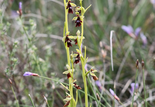 Ophrys insectifera 010 1Q2A0795