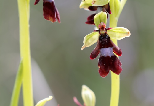Ophrys insectifera 011 1Q2A0804