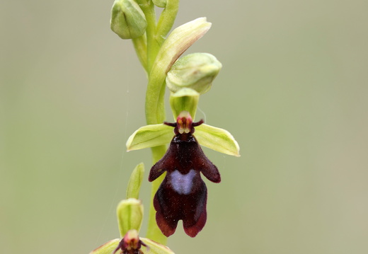 Ophrys insectifera 012 1Q2A1419