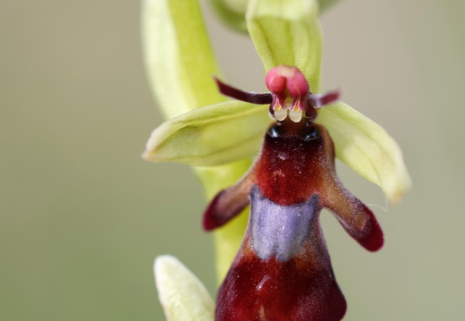 Ophrys insectifera 013 1Q2A1604