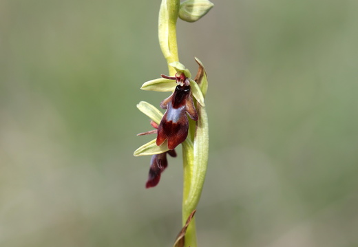 Ophrys insectifera 014 1Q2A1654