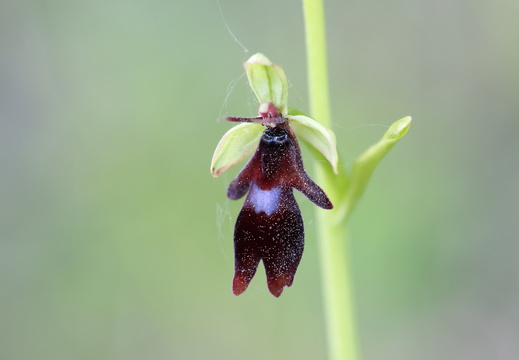 Ophrys insectifera 015 1Q2A3039