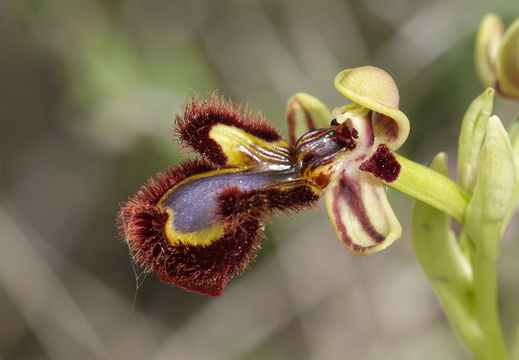 Ophrys speculum 007 DSC06605