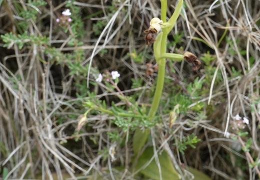 Ophrys speculum 001 DSC06553