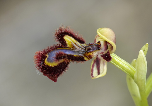 Ophrys speculum 002 DSC06556
