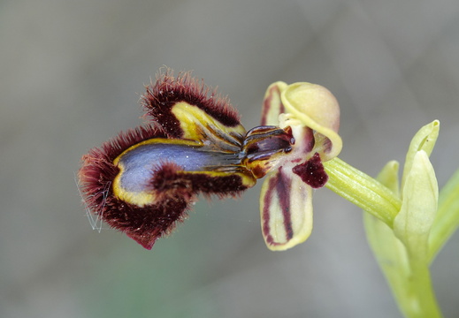 Ophrys speculum