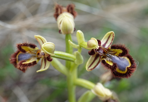 Ophrys speculum 004 DSC06587
