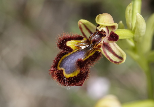 Ophrys speculum 005 DSC06592