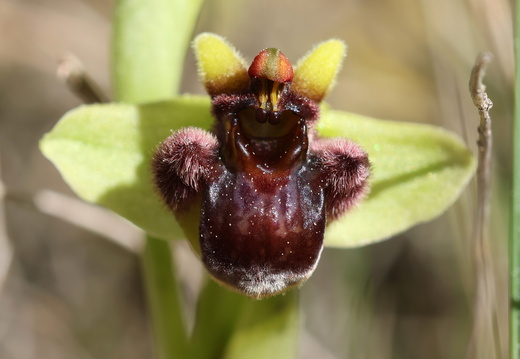 Ophrys bombyliflora 020 1Q2A1353
