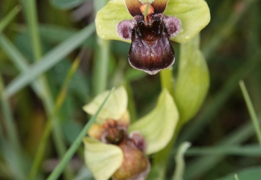 Ophrys bombyliflora 001 DSC04574