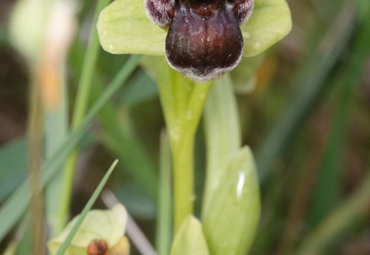 Ophrys bombyliflora 002 DSC04577