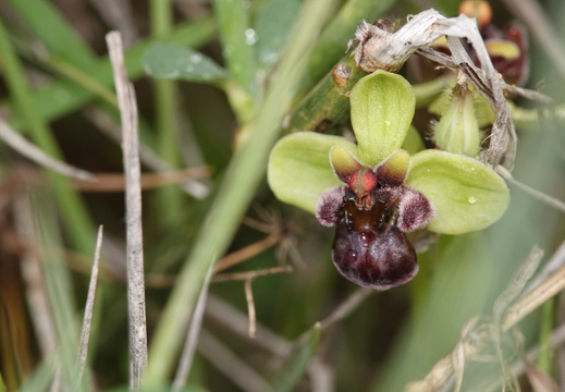 Ophrys bombyliflora 003 DSC04582