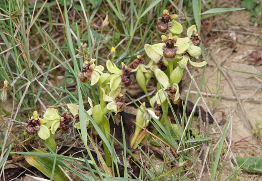 Ophrys bombyliflora 004 DSC04584