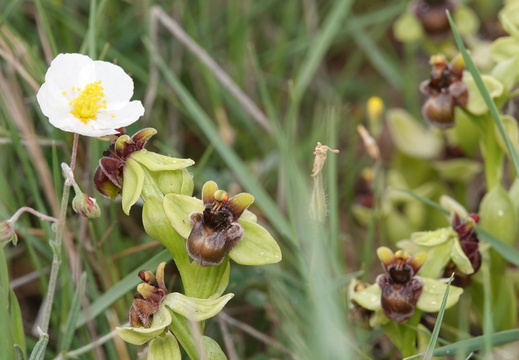 Ophrys bombyliflora 005 DSC04586