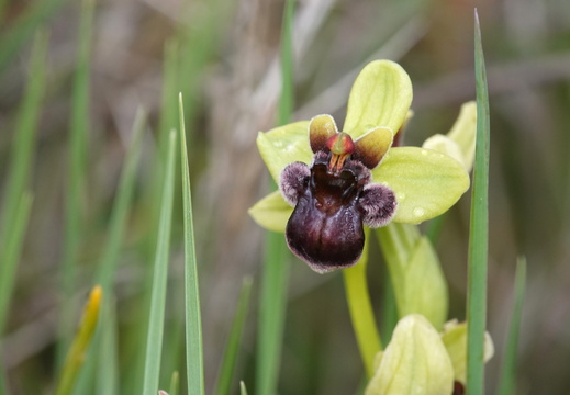 Ophrys bombyliflora 006 DSC04594