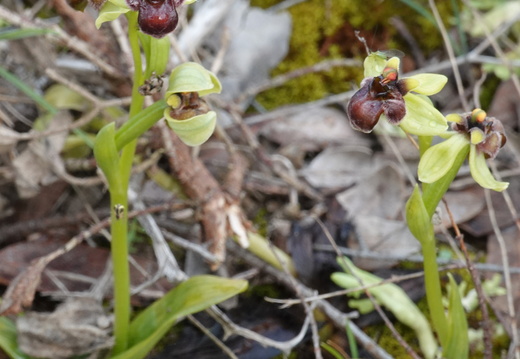 Ophrys bombyliflora 007 DSC04656
