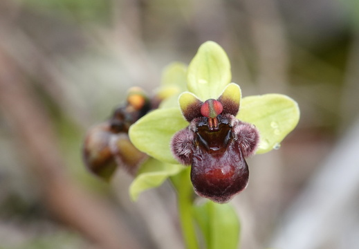 Ophrys bombyliflora 008 DSC04667