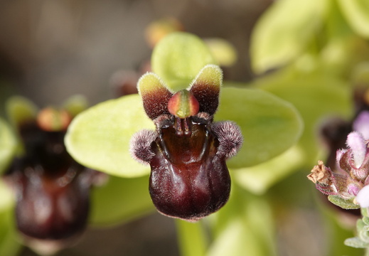 Ophrys bombyliflora 009 DSC04752