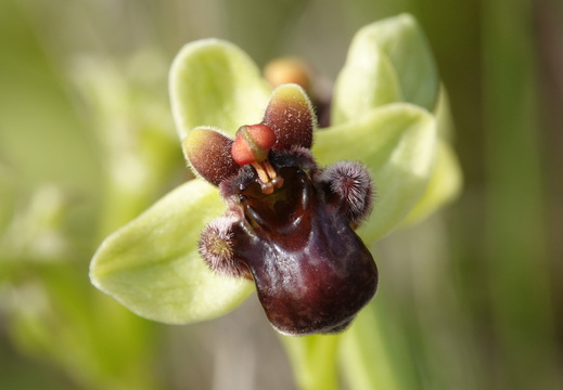 Ophrys bombyliflora