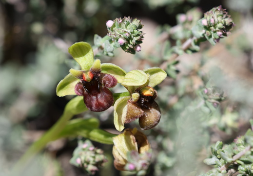 Ophrys bombyliflora 011 1Q2A1175