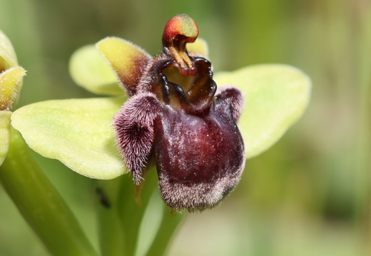Ophrys bombyliflora 012 1Q2A1201